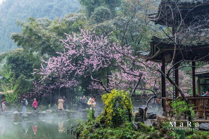 美女花2.9万元买只瓷碗,专家自信滴水鉴定说:我不敢估价!